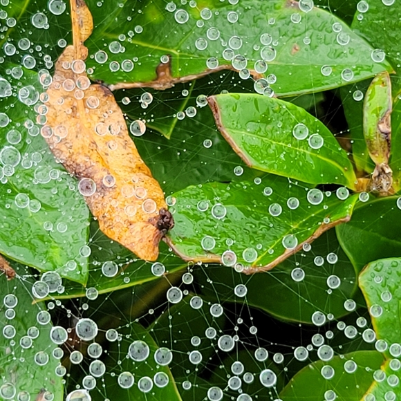 Meet your Posher, Bronwyn - Picture 2 of 3